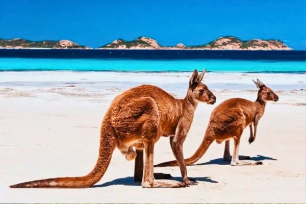 Australia kangaroo