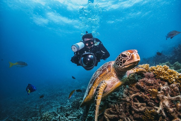 Green turtle in the great barrier reef