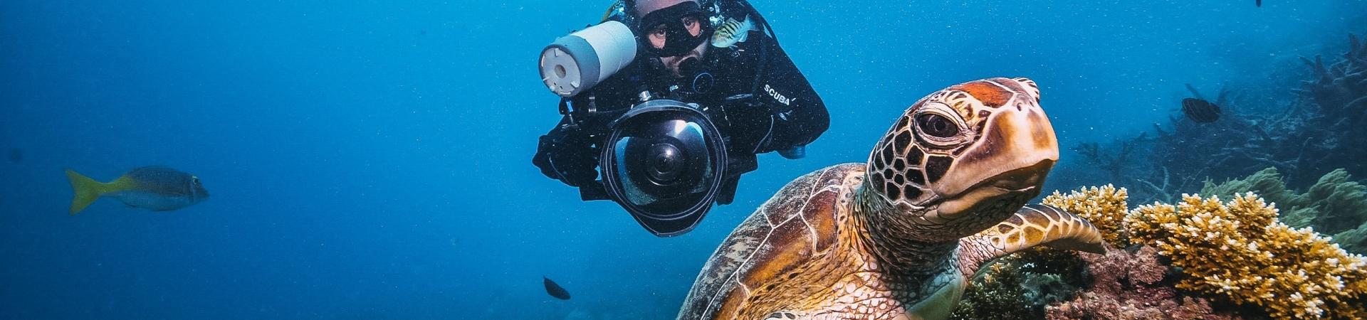 Green turtle in the great barrier reef