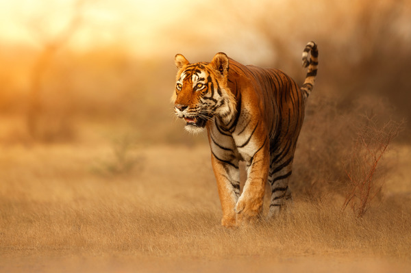 Indian Tiger walking through grassland