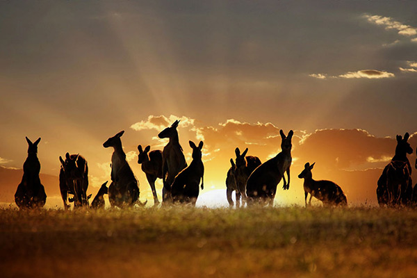 Kangaroos at Dusk - Australia