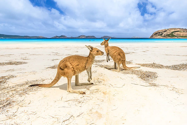 Kangaroos at the Beach, Australia
