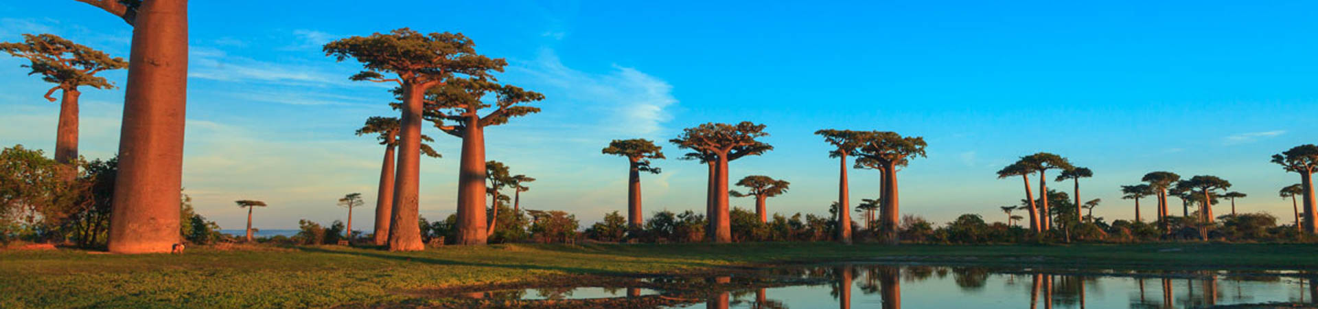 Baobab Trees - Antsiranana, Madagascar
