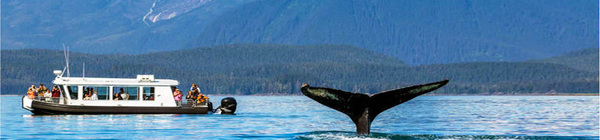 Whale Watching - Juneau, Alaska