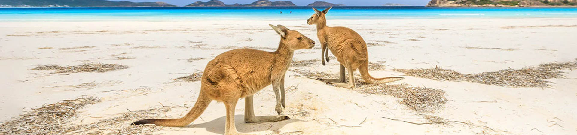 Kangaroos at the Beach, Australia