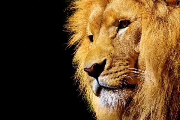 lion wild animal dark