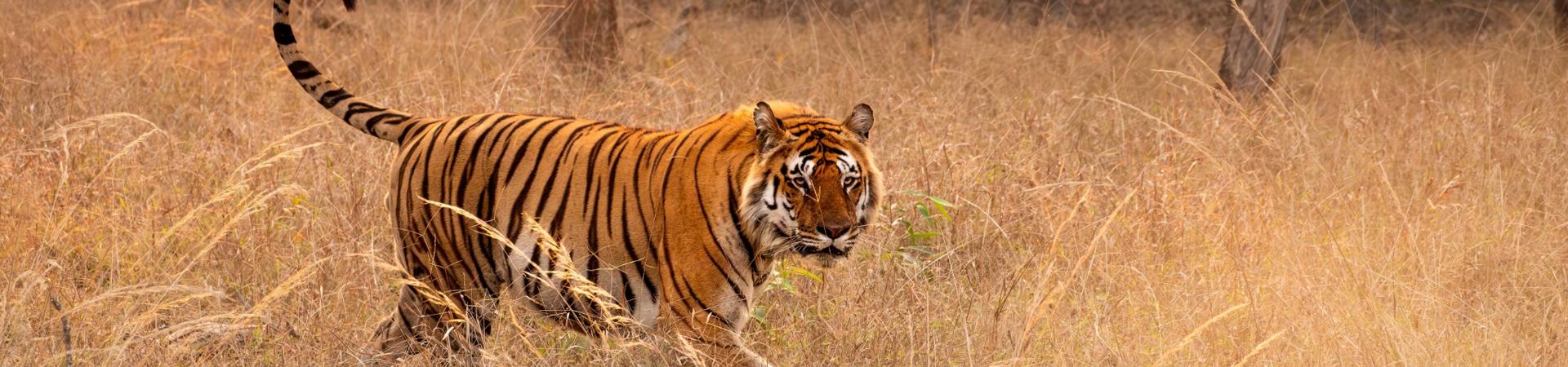 Indian Tiger walking through grassland