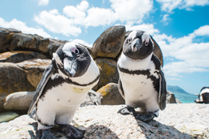 ports cape town boulders beach penguins 200