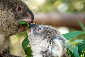 ports cairns koala mum and baby ahoy 200