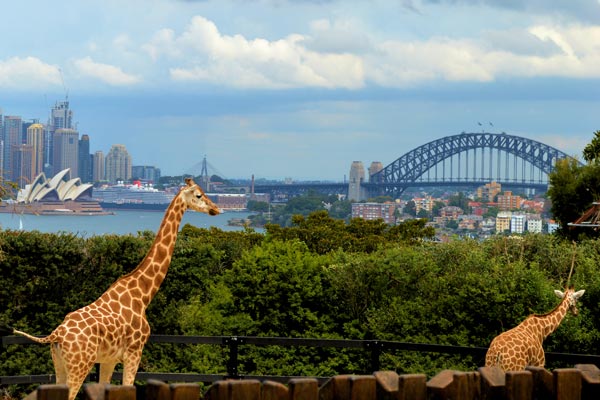 taronga zoo ahoy