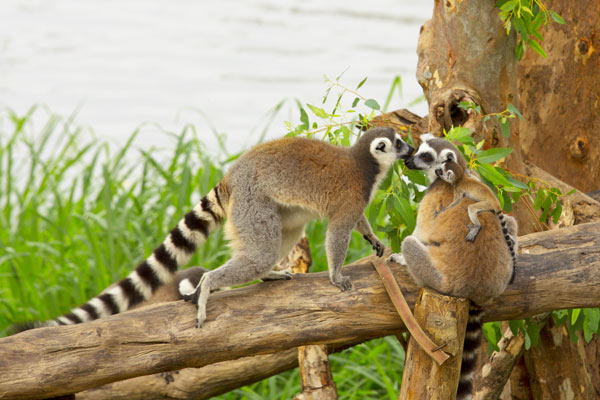 Nosy Be, Madagascar