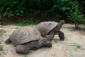 ports victoria aldabra giant tortoises 200