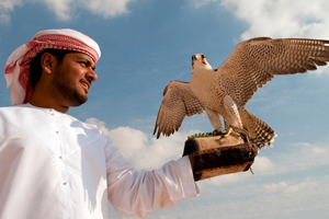 ports dubai falconer