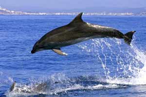 ports gibraltar dolphins ahoy 200