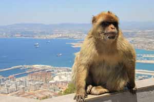 ports gibraltar macaques ahoy 200