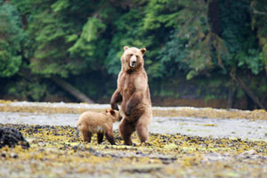 ports ketchikan brown bear ahoy 200